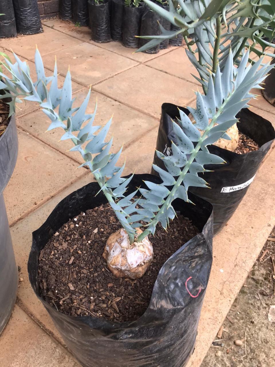 horridus
