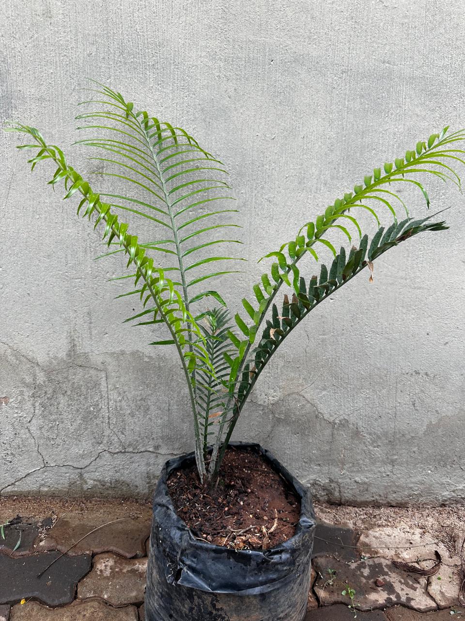 natalensis
